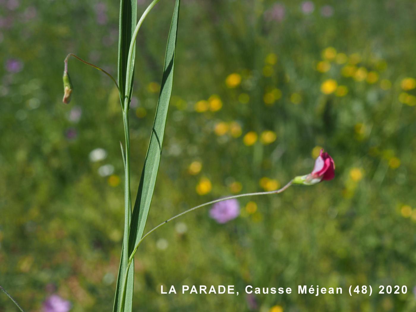 Vetchling, Grass leaf